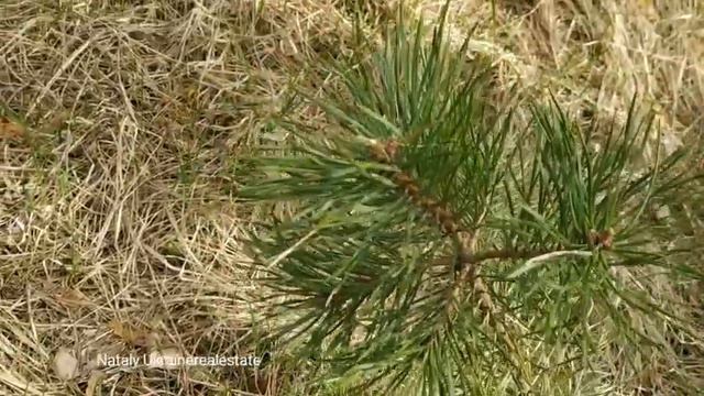 Украина конец апреля. Сосновый бор смотреть онлайн