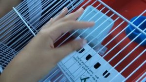 ??VLOG|покупка хомяка??