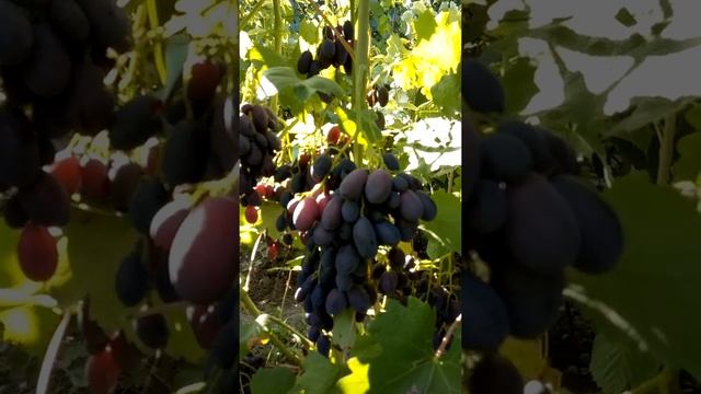 Самый ранний виноград - Каталония смотреть онлайн