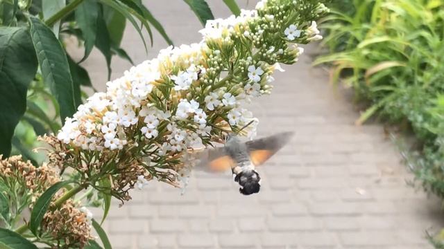 Сбор нектара. Языкан обыкновенный. Продолжение смотреть онлайн