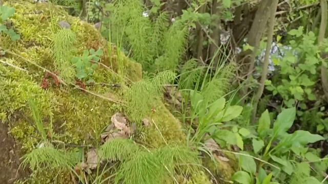 Честный обзор Муравейника в чём разница черные муравьи и рыжие красные кто лучше работают берёза до смотреть онлайн