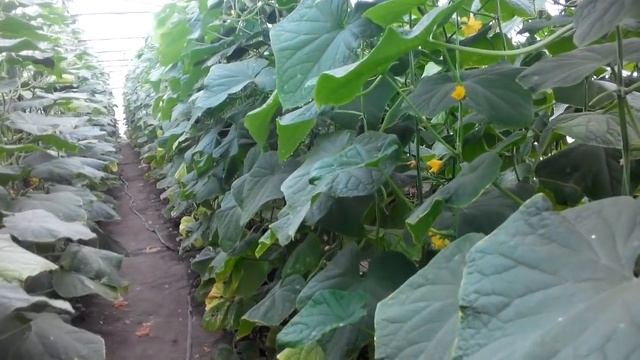 25 сентября, опытный гибрид огурцов на осень.Посеян 26 июля.Цена на огуцы 22 руб. смотреть онлайн