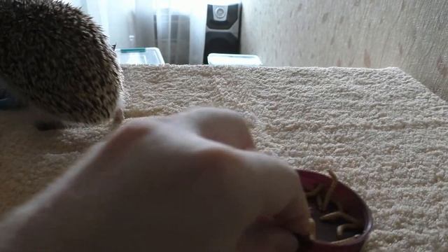 Декоративный ёж ест мучного червя смотреть онлайн