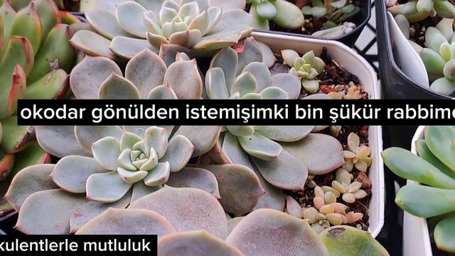 Msr Richard  /echeveria  Love Fire/balkon Turu/balkondaki Sukulentler/kuşlar Kumrular Kargalar