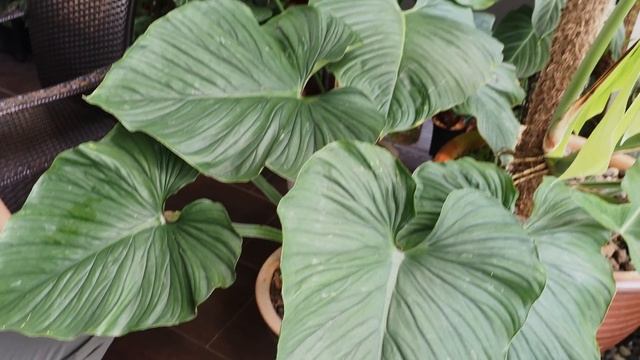 Tropical Garden Tour with Pro Care Tips | 50+ Aroids with Master of Alocasia Care ft. Lone Wong смотреть онлайн