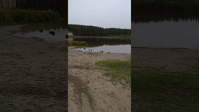 Песчаное озеро , Тимирязево. Такая красота смотреть онлайн