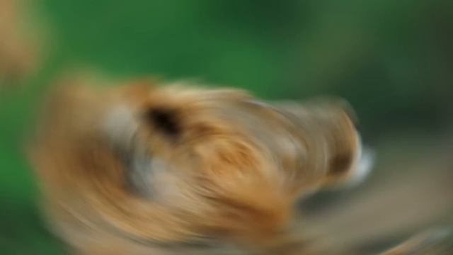 Этот Лев  Был Обречен! Редкие Сражения Животных , Снятые на Камеру