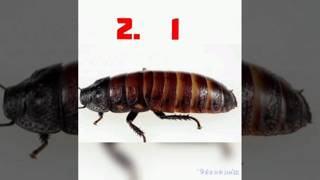 мадагаскарский таракан VS рыжий таракан смотреть онлайн