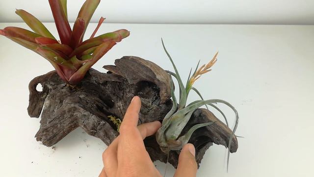 TILLANDSIA CAPUT-MEDUSAE. COMO CUIDAR ESTA PLANTA EPIFITA Y COMPOSICIÓN EN RAÍZ MOPANI смотреть онлайн