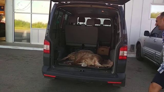 Продажа гиссарского баранчика смотреть онлайн