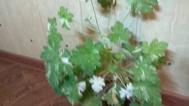 Какая Удивительная Эта МЯГОНЬКАЯ Душистая Пеларгония Both's Snowflake смотреть онлайн