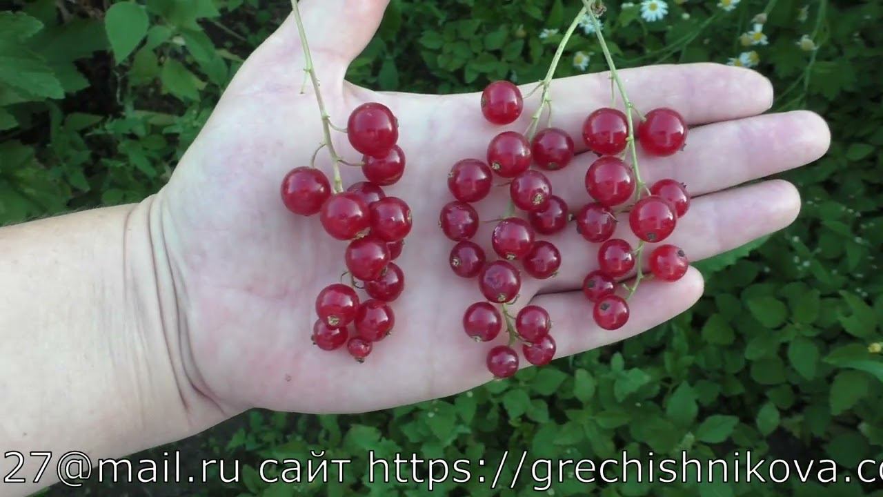 R&D сорт высокоурожайной красной смородины смотреть онлайн