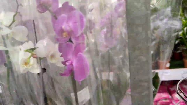 ОБЗОР сортовых ОРХИДЕЙ Биг липы в LEROY MERLIN