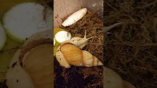 Улитки вечер. Улитки тоже издают звуки?