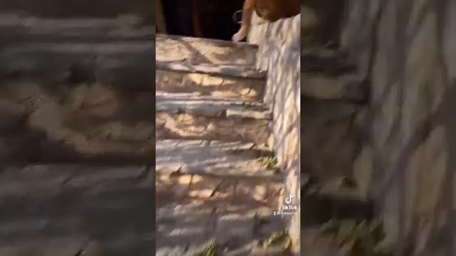 День воспоминаний Симбочки Старшего…?? смотреть онлайн