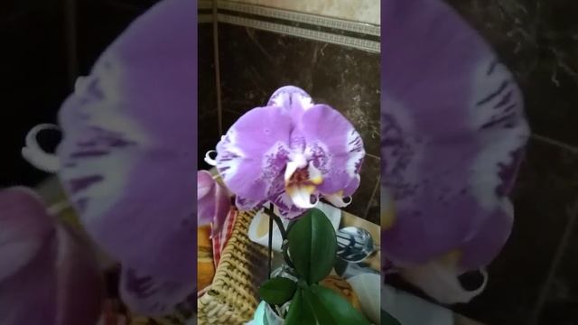 Орхидея фаленопсис Singolo Victorio. Домашнее цветение. Названия орхидей. смотреть онлайн