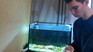 ЦИХЛИДНИК ОЗЕРА ТАНГАНЬИКА Цихлиды которые живут в ракушках! африканские цихлиды!!!