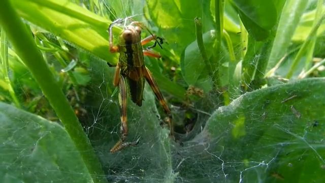 Nikon P500 смотреть онлайн