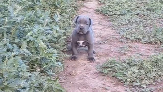 Немкорс. О породе. Месячный голубоглазый щенок. Месячные щенки. @Голубой щенок. смотреть онлайн