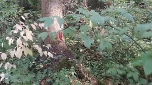 Чудо тёмного леса - дикий бересклет