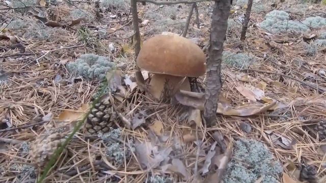 Походы, охота, рыбалка, мото, пневматика и все с этим связанное. смотреть онлайн