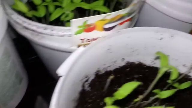 Моя рассада на 5 марта 2018 года. Вредны ли фито лампы? смотреть онлайн