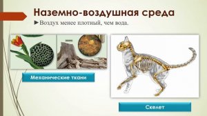 Среды обитания организмов (урок биологии 5 класс)