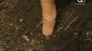 Голова садовая. Как высадить помидоры в теплицу