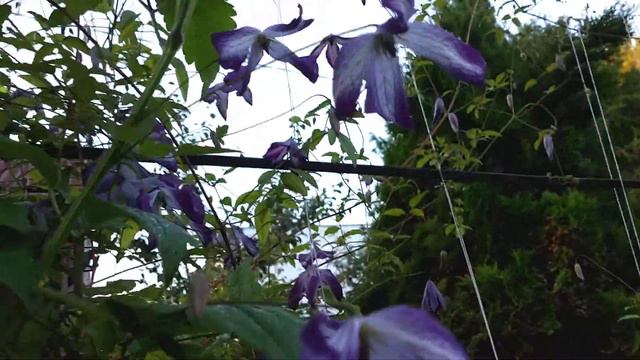 Выпуск 34: Клематисы в моем саду 💐