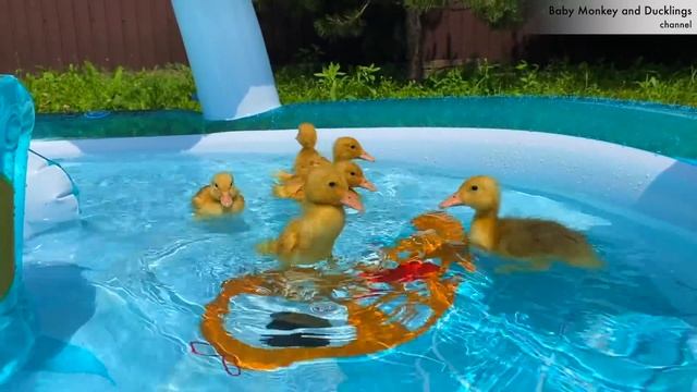 Inflatable Water Park For Ducklings