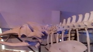 Гуанчжоу.Музей . Динозавры 3.