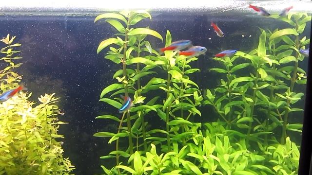 Какой выбрать грунт для аквариума с растениями. Минусы питательных грунтов, сойлы. смотреть онлайн