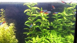 Какой выбрать грунт для аквариума с растениями. Минусы питательных грунтов, сойлы.