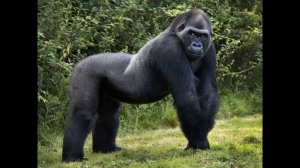 Голоса и звуки животных Африки. Как говорят животные. Обучающее видео для детей. Карточки Домана.