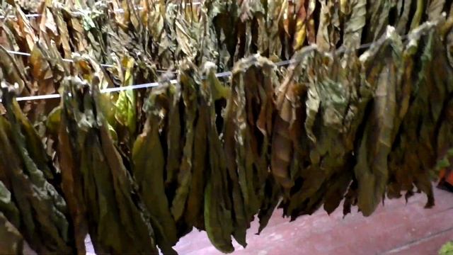 Быстрое выжелчивание и сушка табачного листа! смотреть онлайн