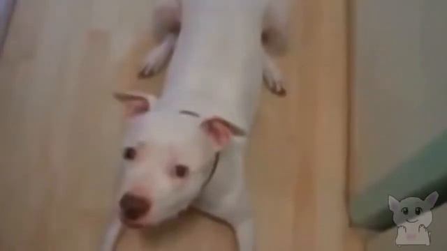 Забавные животные пукают, вызывая смех смотреть онлайн