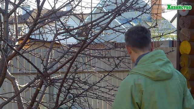 Обрезка плодовых деревьев для начинающих. Обрезка вишни осенью смотреть онлайн