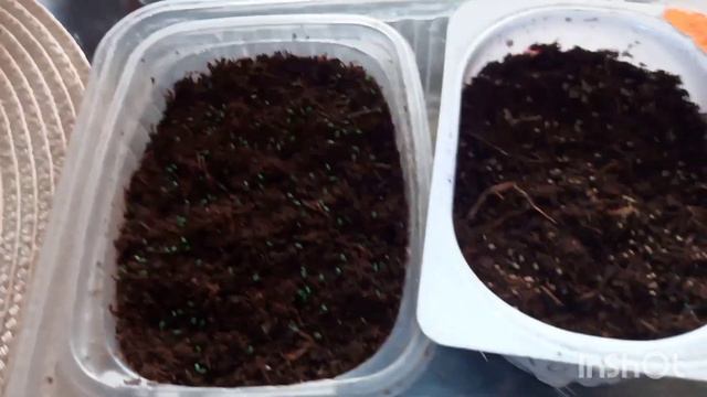 Приступаем к новому сезону :первые посевы! смотреть онлайн