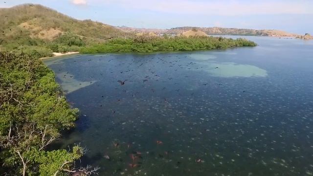 Drone video of the Flying foxes (Kalong) in 17 Islands Marine Park in Flores, Indonesia смотреть онлайн