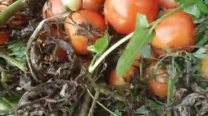 ТОМАТ СНЕГИРИ ПОРАДУЕТ ВАС УРОЖАЕМ ДАЖЕ В ХОЛОДНОЕ  НЕБЛАГОПРИЯТНОЕ ЛЕТО  Ольга Чернова