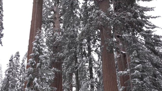 Sequoia & Kings Canyon National Park // California смотреть онлайн
