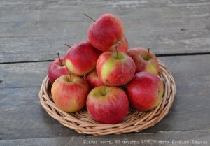 Благая весть - сорт яблони