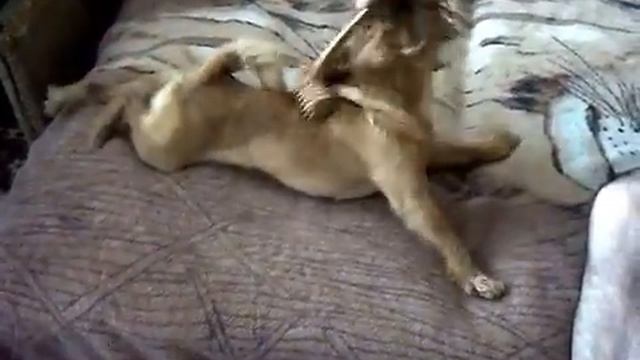 Массаж Фантазёра из Митьков Екатерины