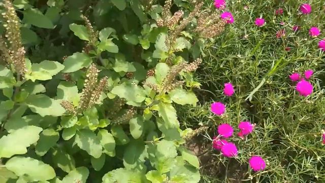 #আবাক করা ঘাস ফুলার #বাগান #Flowers Garden смотреть онлайн