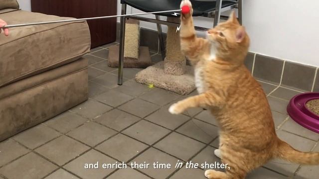 Cat Pawsitive Care Packages | Saving Shelter Cats' Lives смотреть онлайн