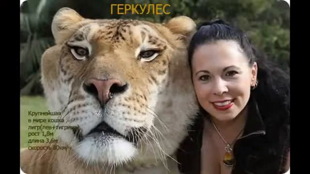 Самые необычные животные смотреть онлайн