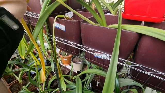 28 января в теплице. луковицы начинают готовиться к цветению смотреть онлайн