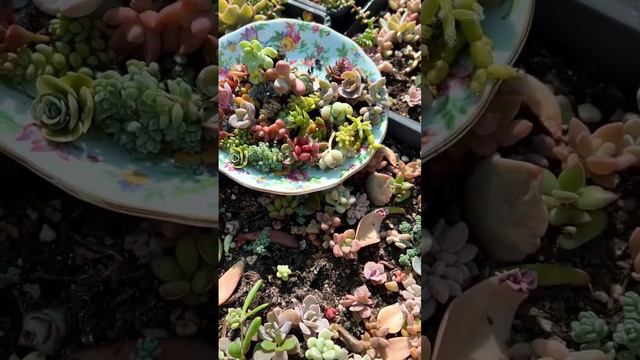 Picking little succulents #succulents #succulentcollection #succulentgarden смотреть онлайн