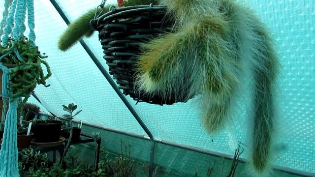 My Monkey Tail Cactus from Bud to Bloom | Cleistocactus colademononis #cactus #cacti смотреть онлайн