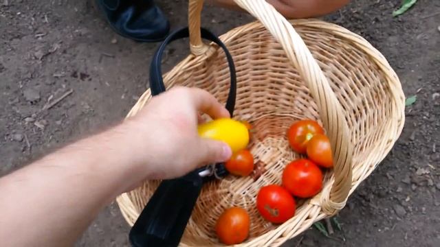 Поездка на дачу 02.08.15 Урожай томатов смотреть онлайн